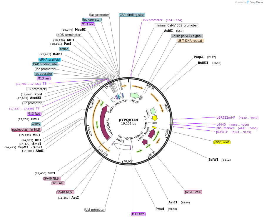 223406-plasmid-map-sequence-id-454165