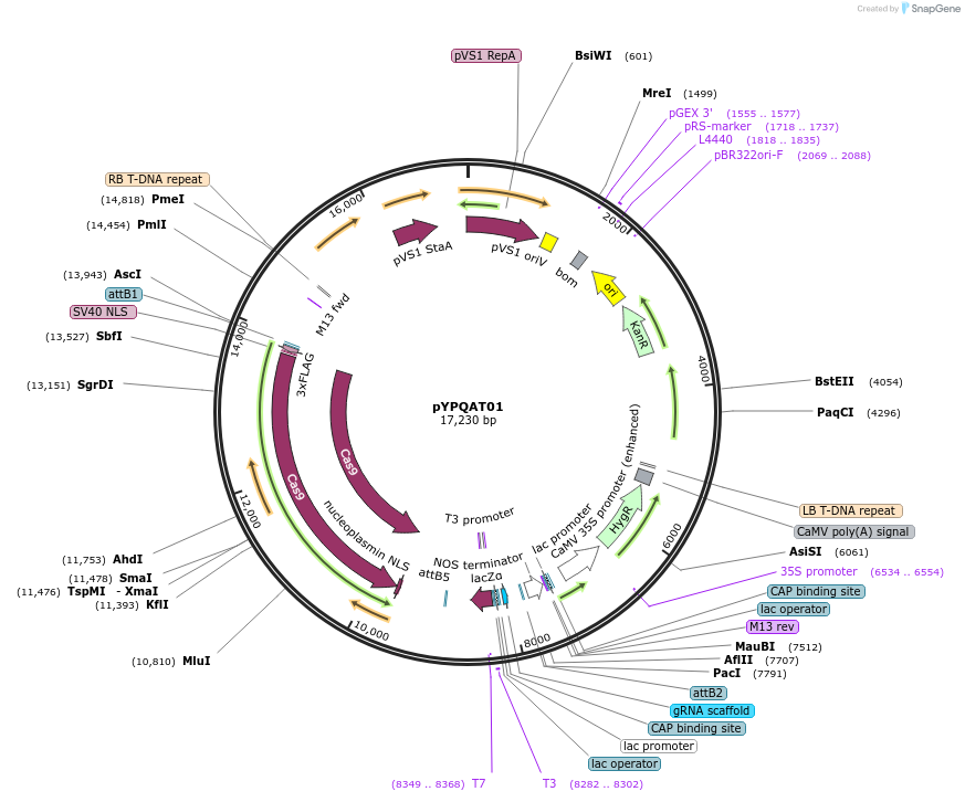 223373-plasmid-map-sequence-id-454171