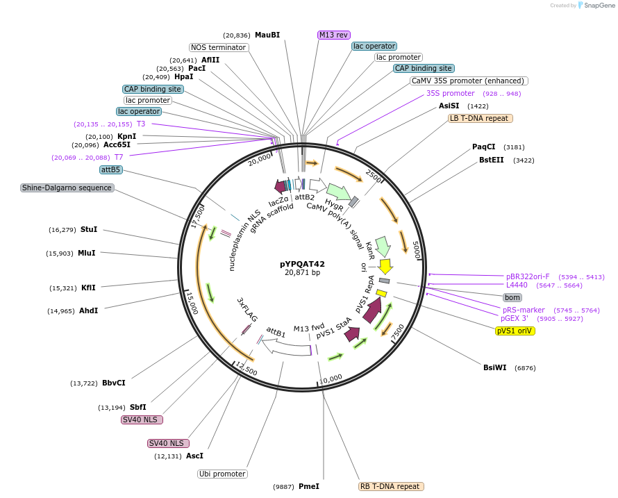 223414-plasmid-map-sequence-id-454172