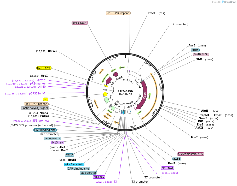 223377-plasmid-map-sequence-id-454173