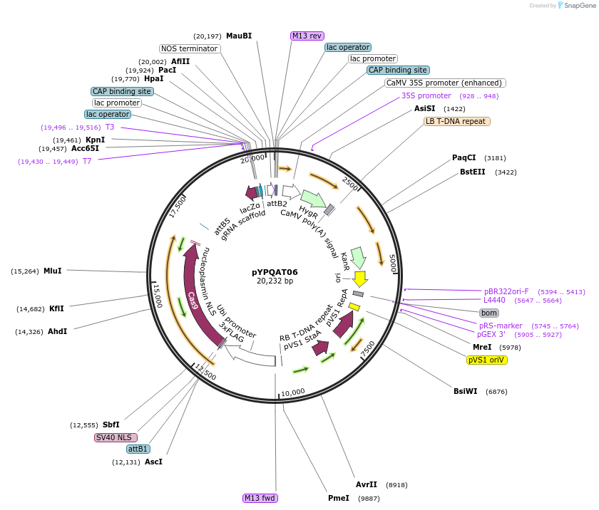 223378-plasmid-map-sequence-id-454174
