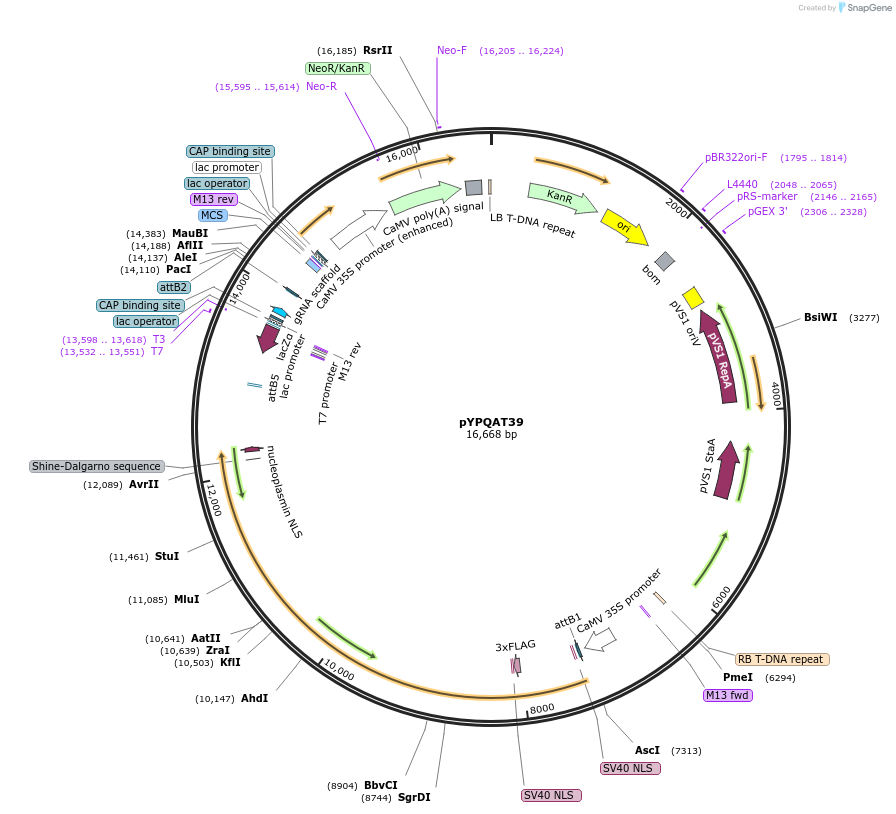 223411-plasmid-map-sequence-id-454175