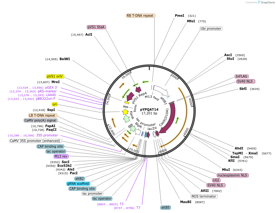 223386-plasmid-map-sequence-id-454178