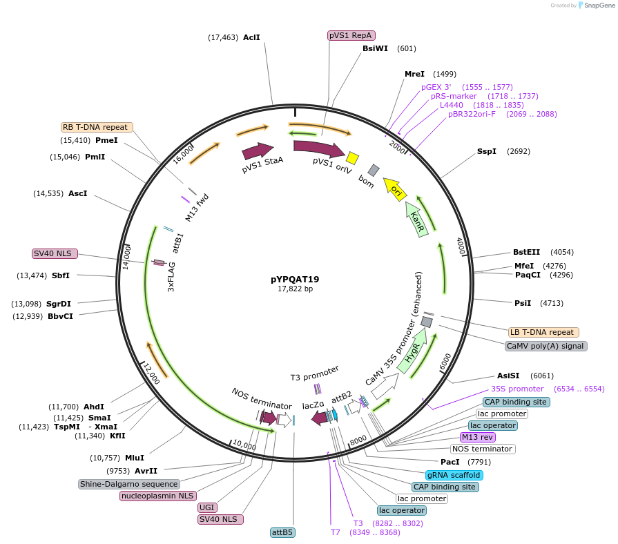 223391-plasmid-map-sequence-id-454180