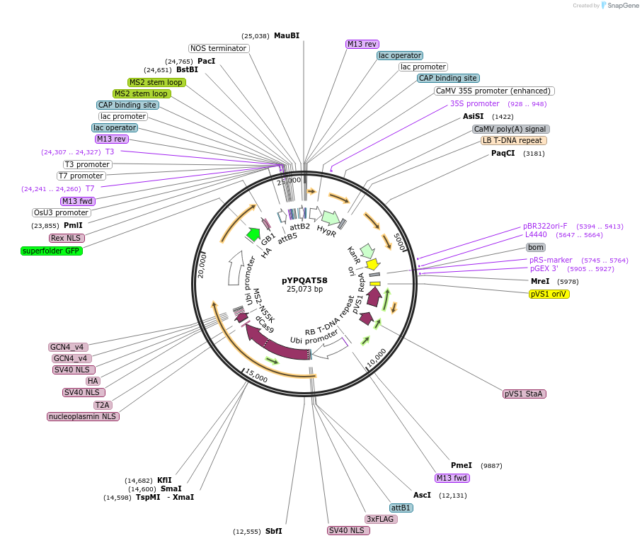223430-plasmid-map-sequence-id-454181