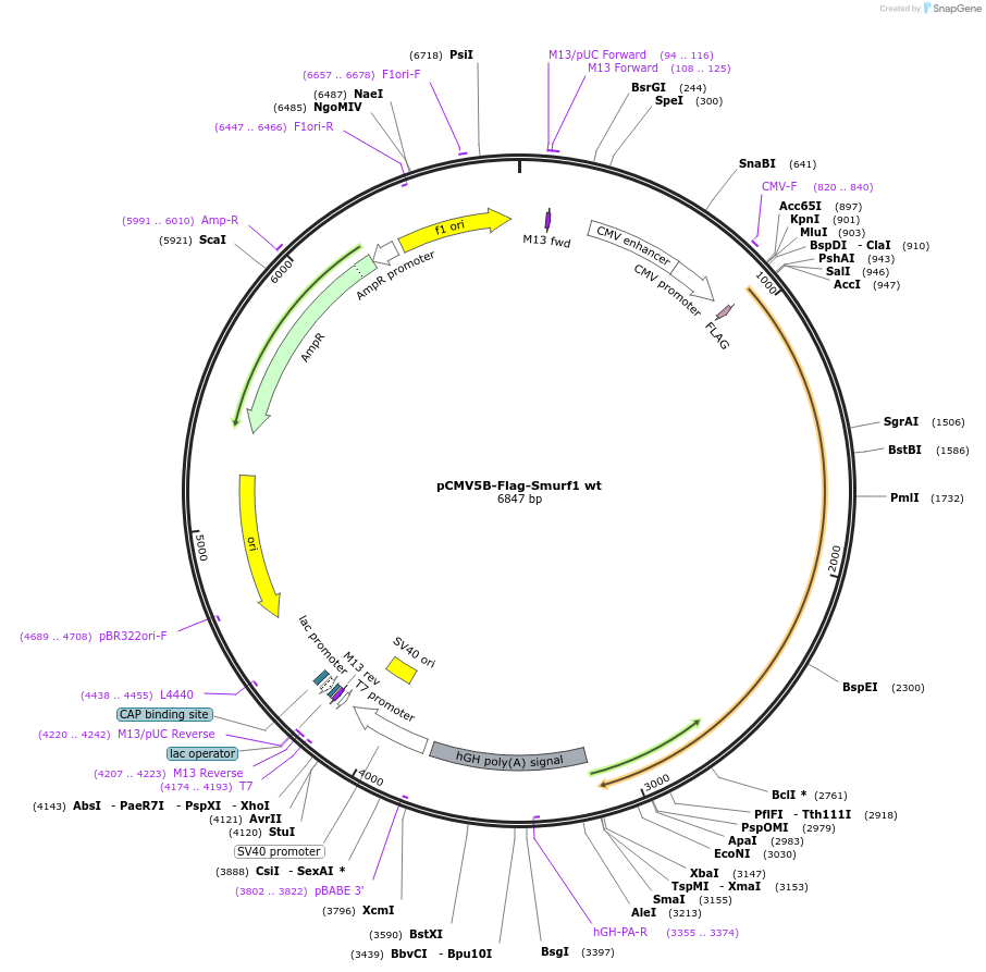11752-plasmid-map-sequence-id-454192