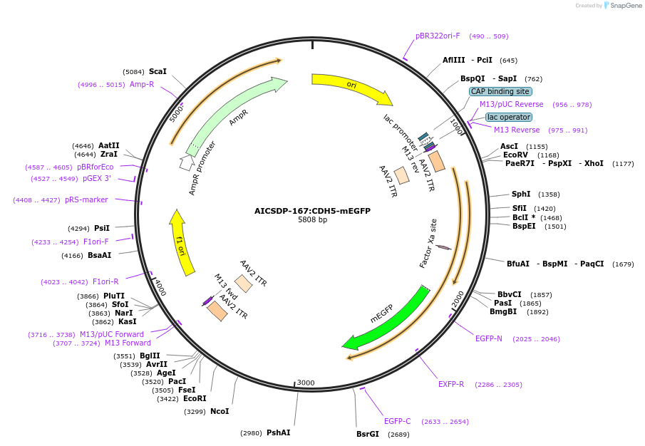 217425-plasmid-map-sequence-id-454212