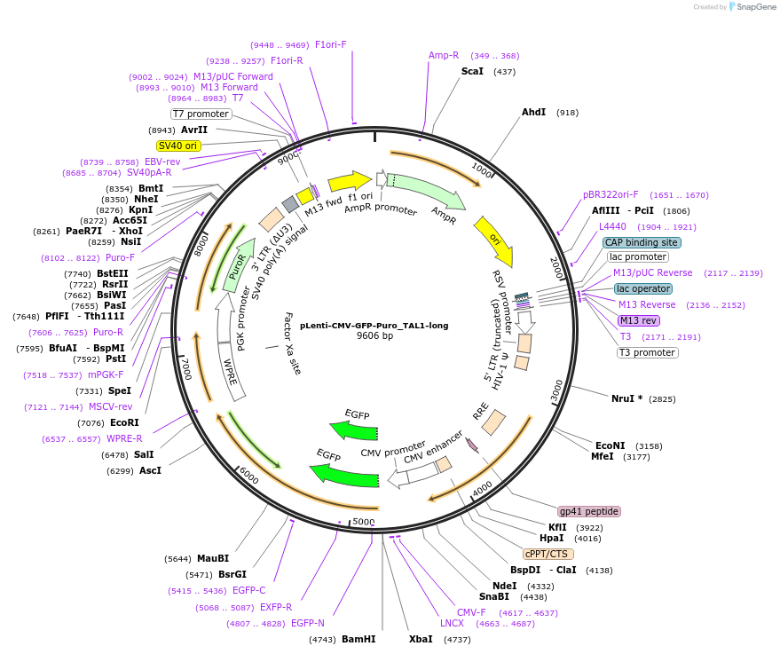 210642-plasmid-map-sequence-id-454225