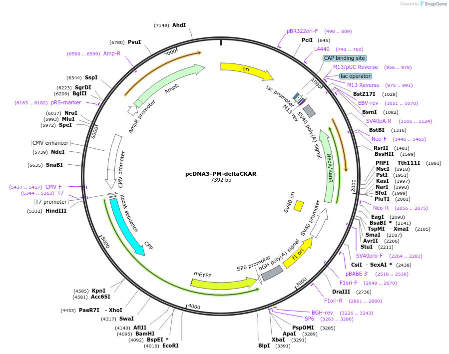 222429-plasmid-map-sequence-id-454232