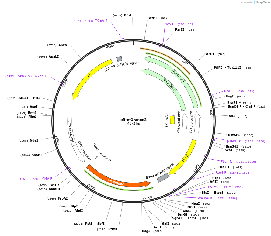228608-plasmid-map-sequence-id-454234