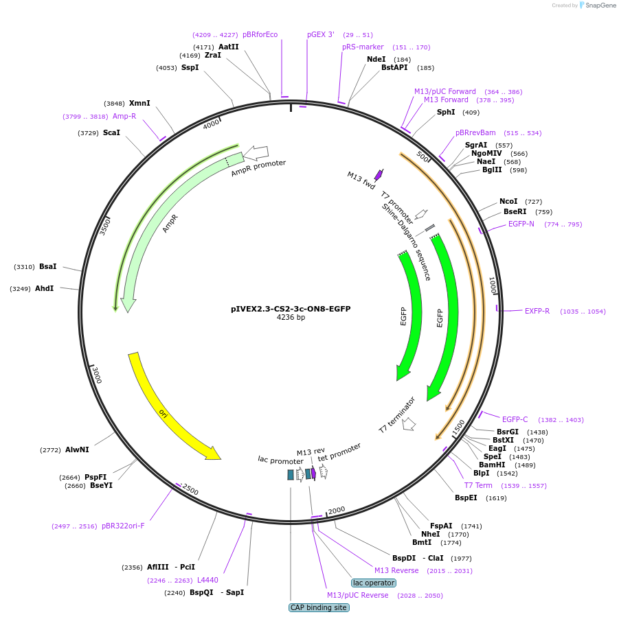 228453-plasmid-map-sequence-id-454240