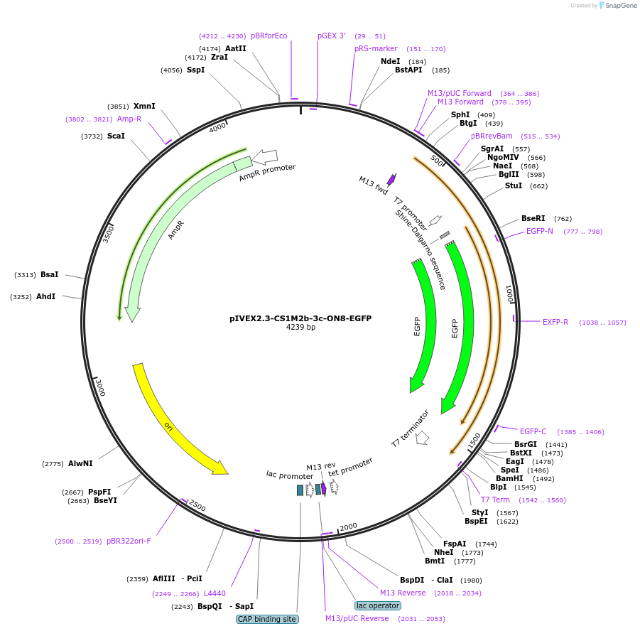 228452-plasmid-map-sequence-id-454242