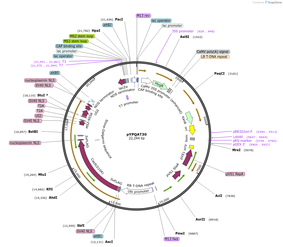 223402-plasmid-map-sequence-id-454247