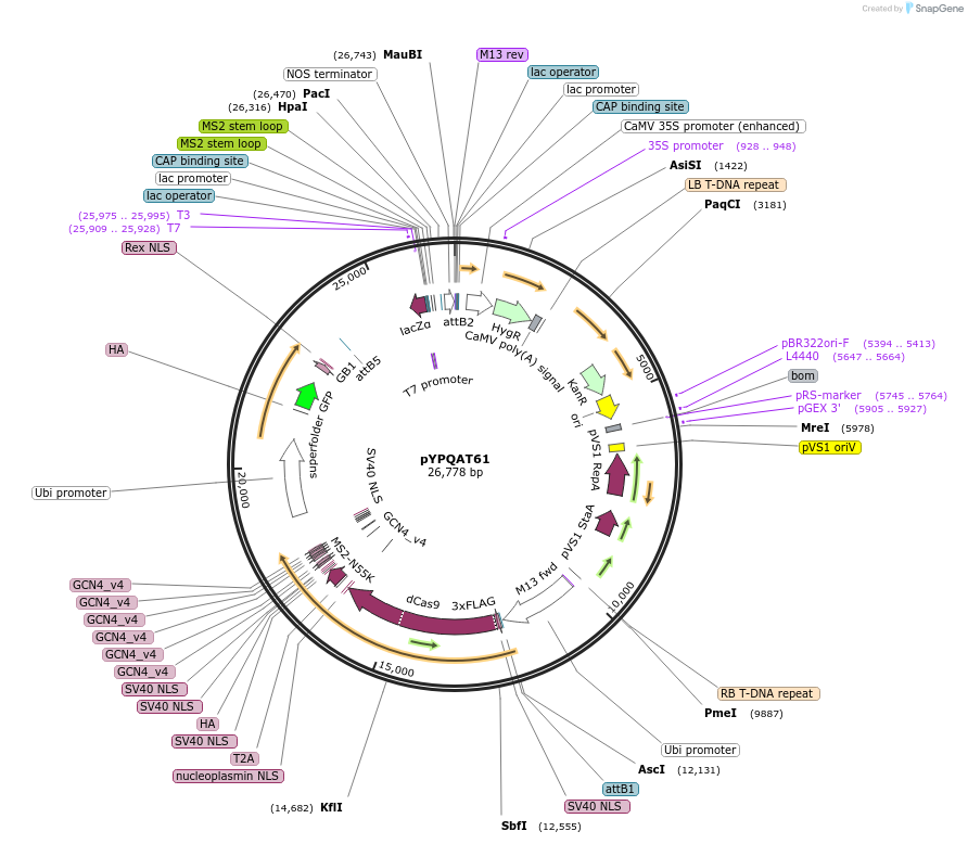 223433-plasmid-map-sequence-id-454248