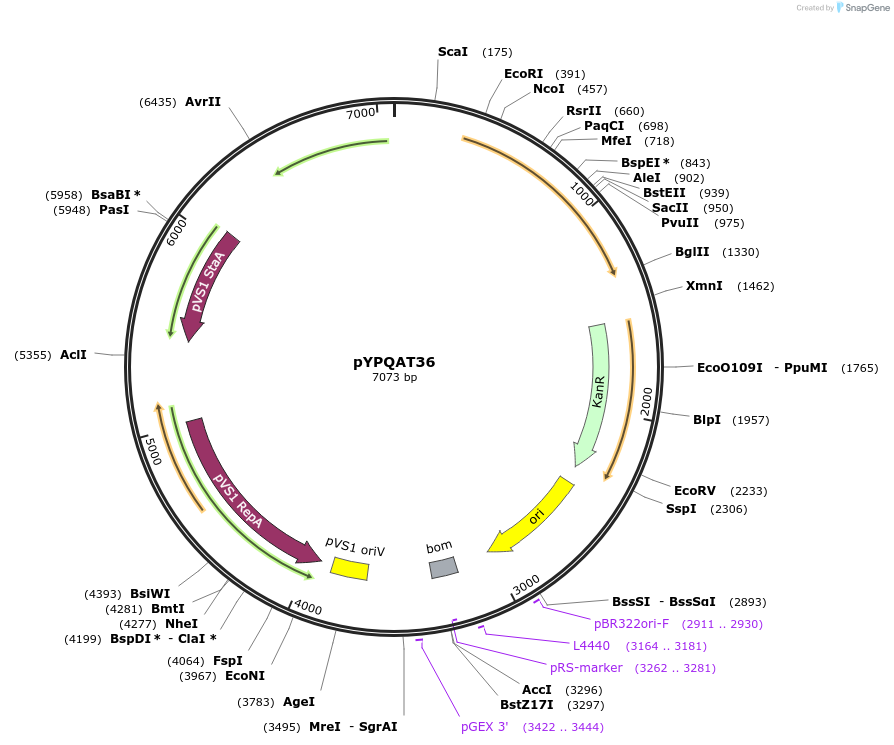 223408-plasmid-map-sequence-id-454249