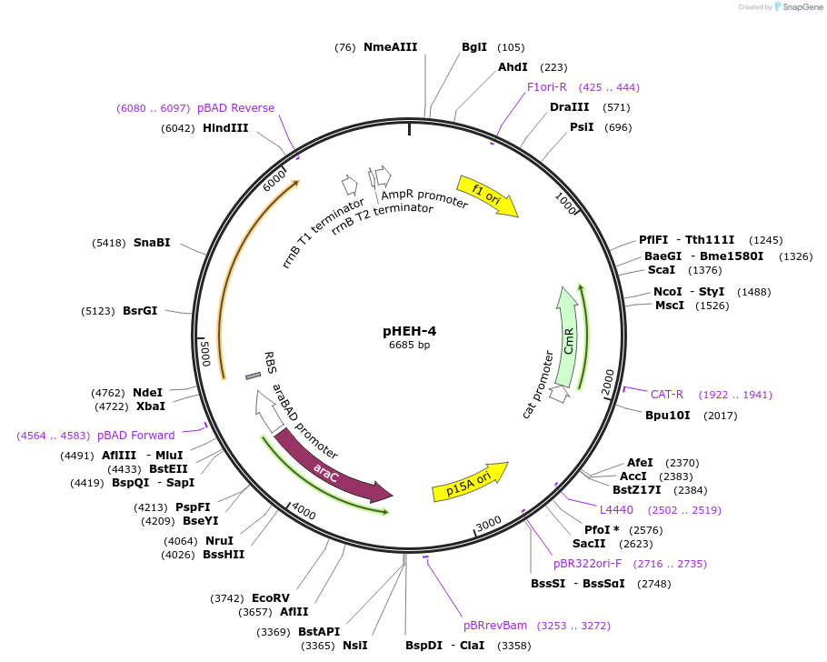 36283-plasmid-map-sequence-id-45428