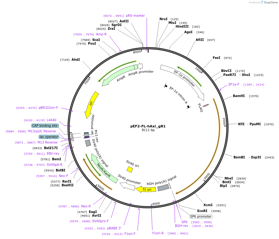 225994-plasmid-map-sequence-id-454318