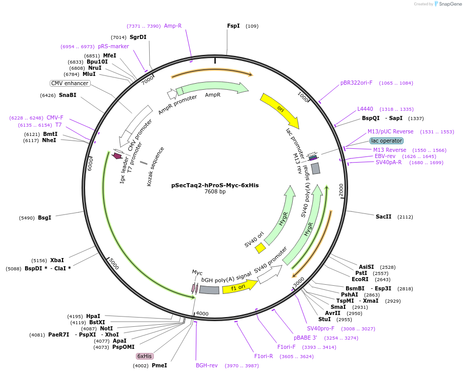226524-plasmid-map-sequence-id-454319