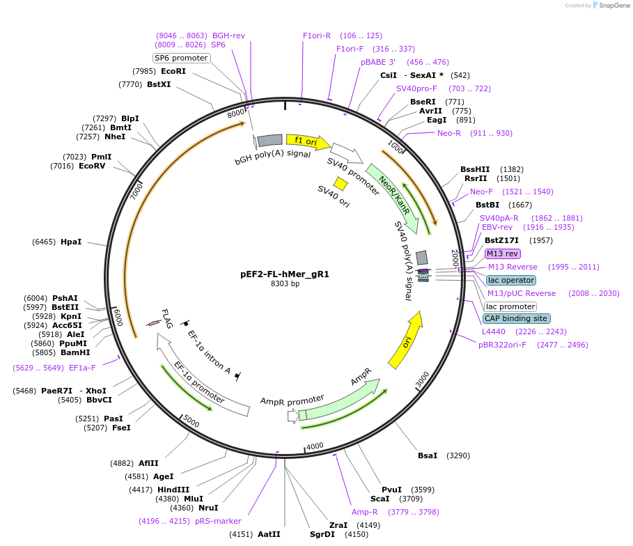 225993-plasmid-map-sequence-id-454327