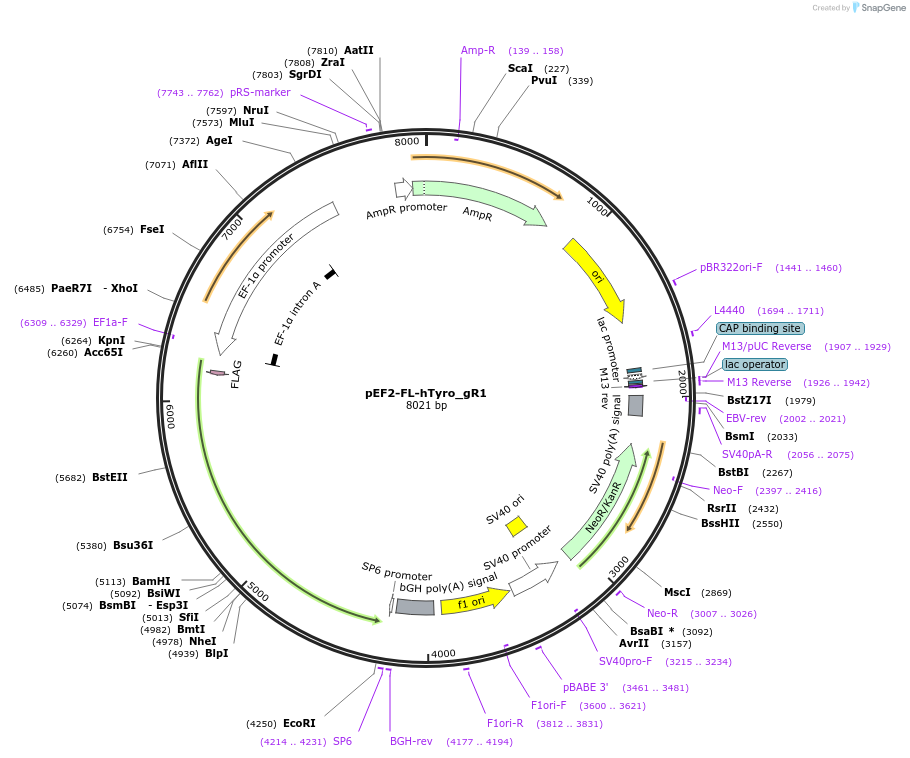225995-plasmid-map-sequence-id-454328