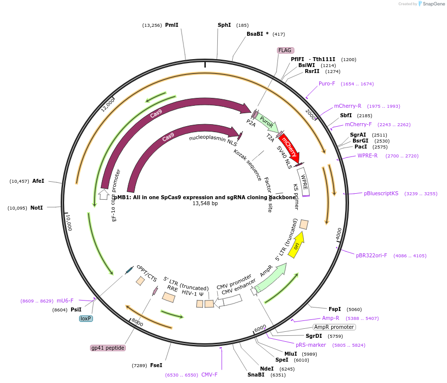 228363-plasmid-map-sequence-id-454333