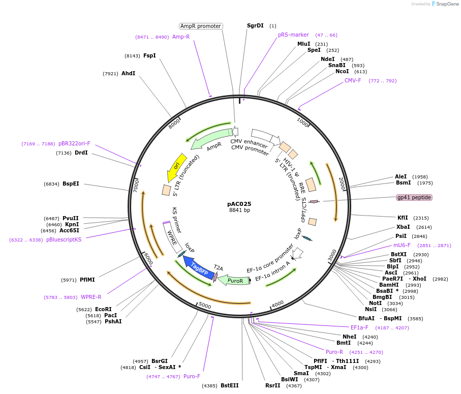 227597-plasmid-map-sequence-id-454346