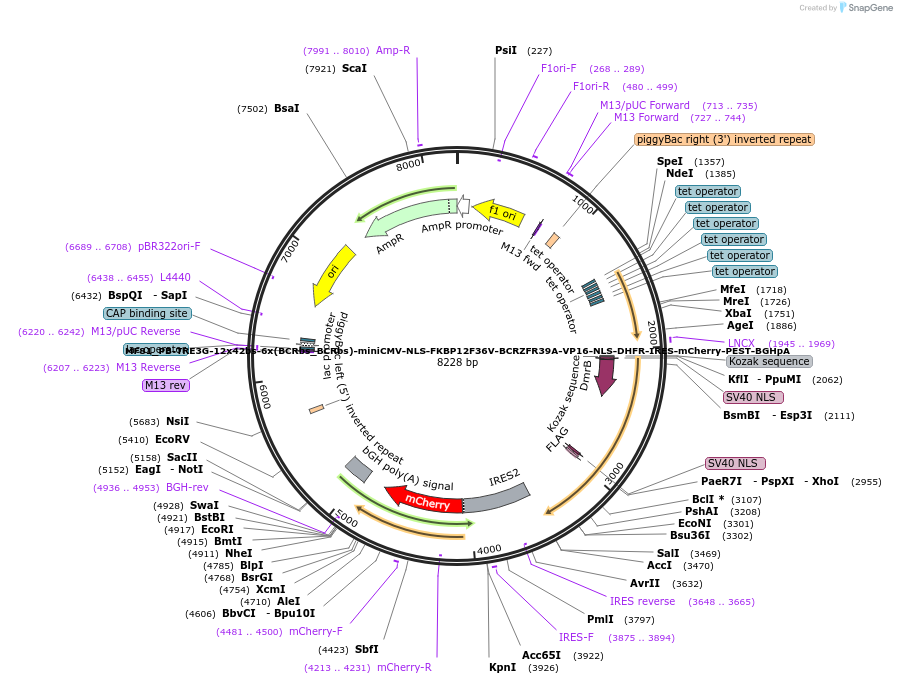176625-plasmid-map-sequence-id-454352