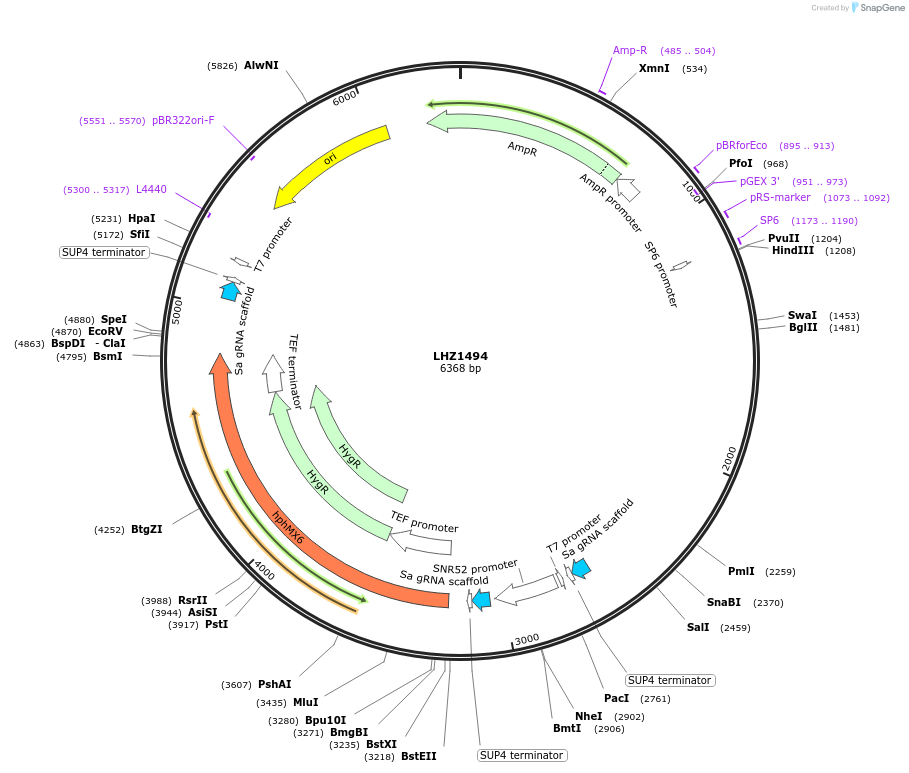 222104-plasmid-map-sequence-id-454353