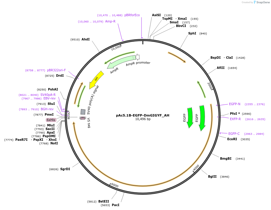 148918-plasmid-map-sequence-id-454354