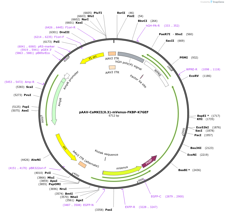 225828-plasmid-map-sequence-id-454355