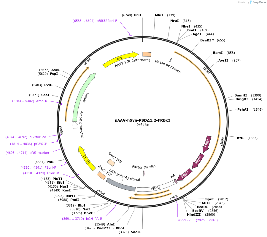 225827-plasmid-map-sequence-id-454358
