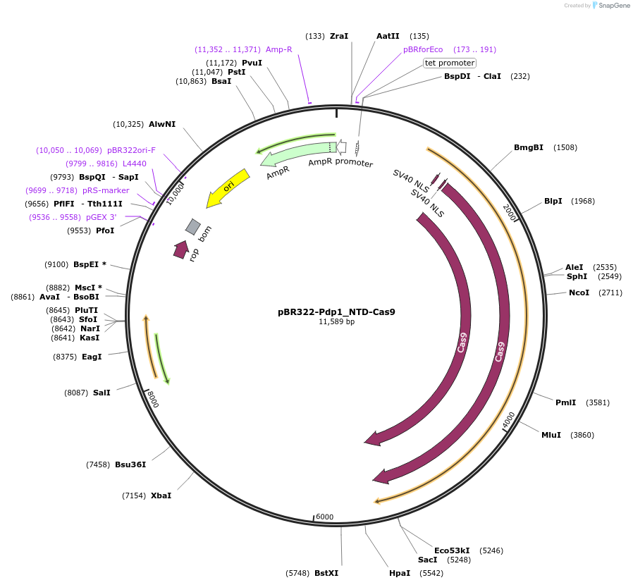 198275-plasmid-map-sequence-id-454361