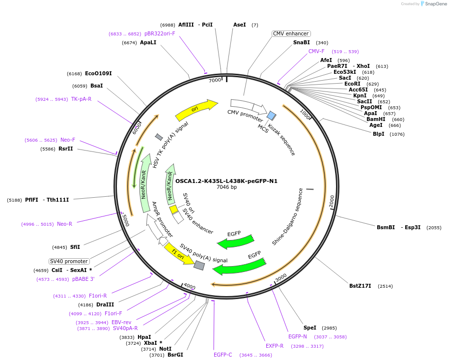 228587-plasmid-map-sequence-id-454373