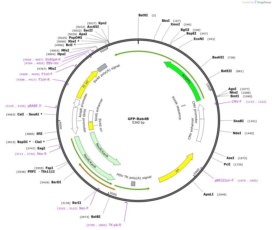 61801-plasmid-map-sequence-id-454375