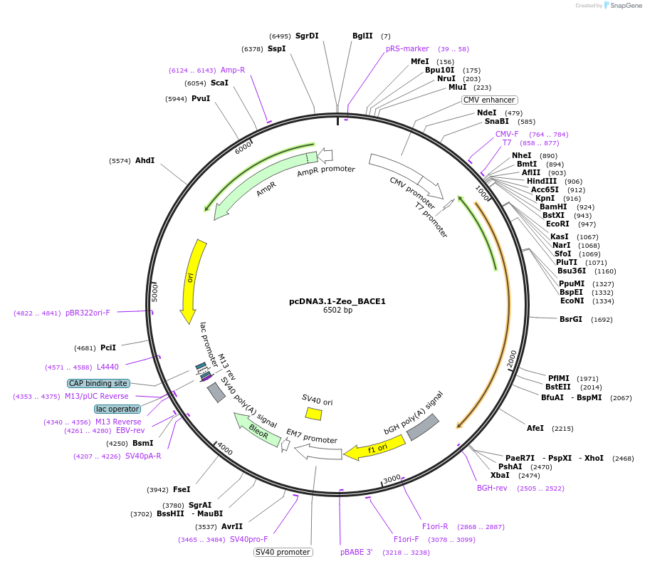 227105-plasmid-map-sequence-id-454377