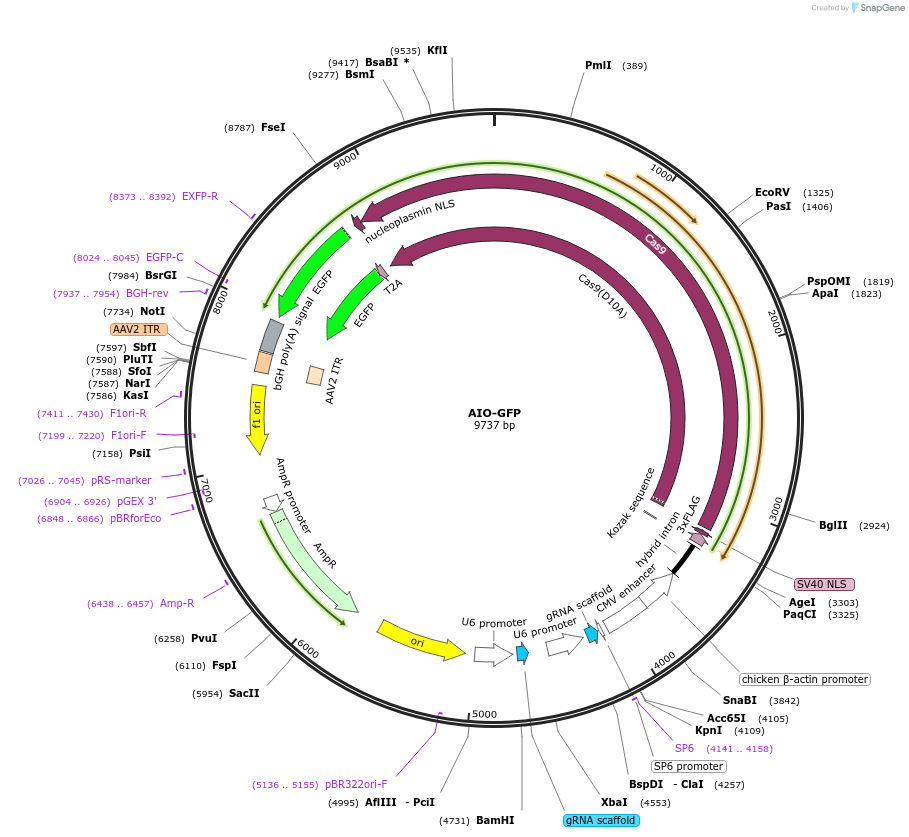 74119-plasmid-map-sequence-id-454380