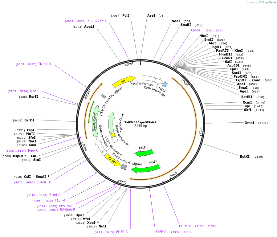 228590-plasmid-map-sequence-id-454405