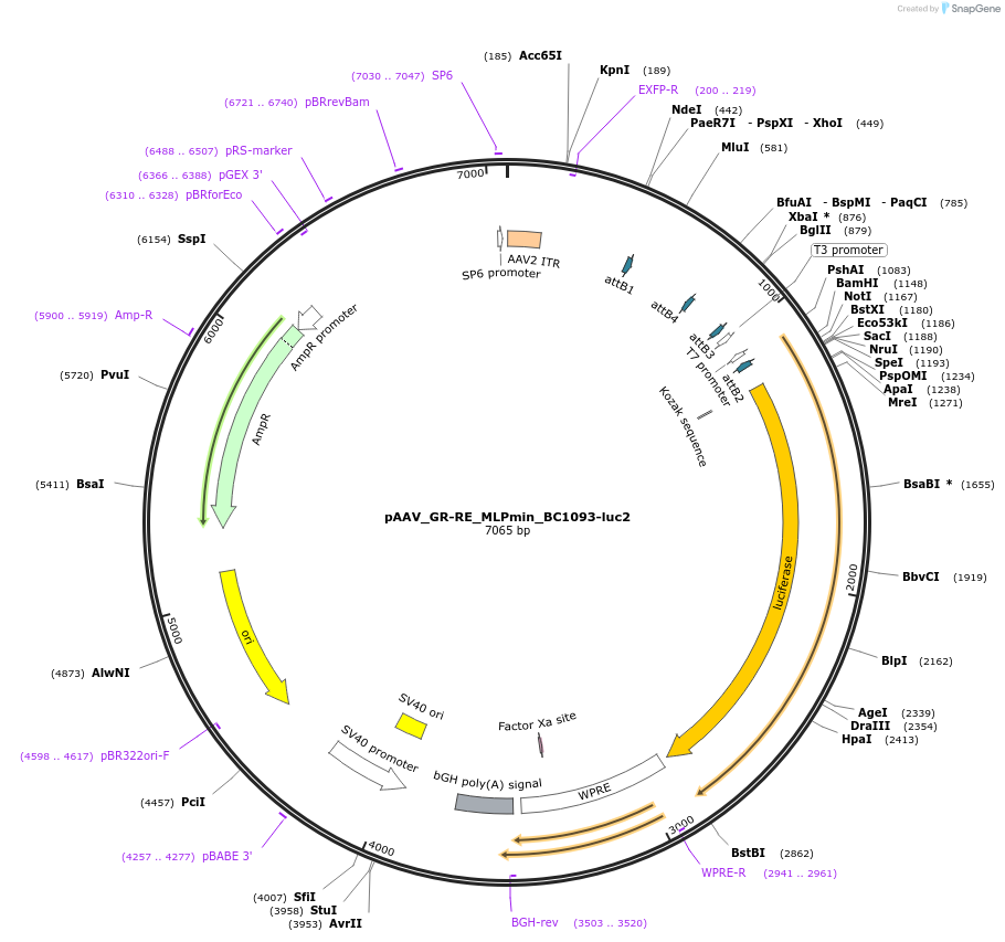 227113-plasmid-map-sequence-id-454408