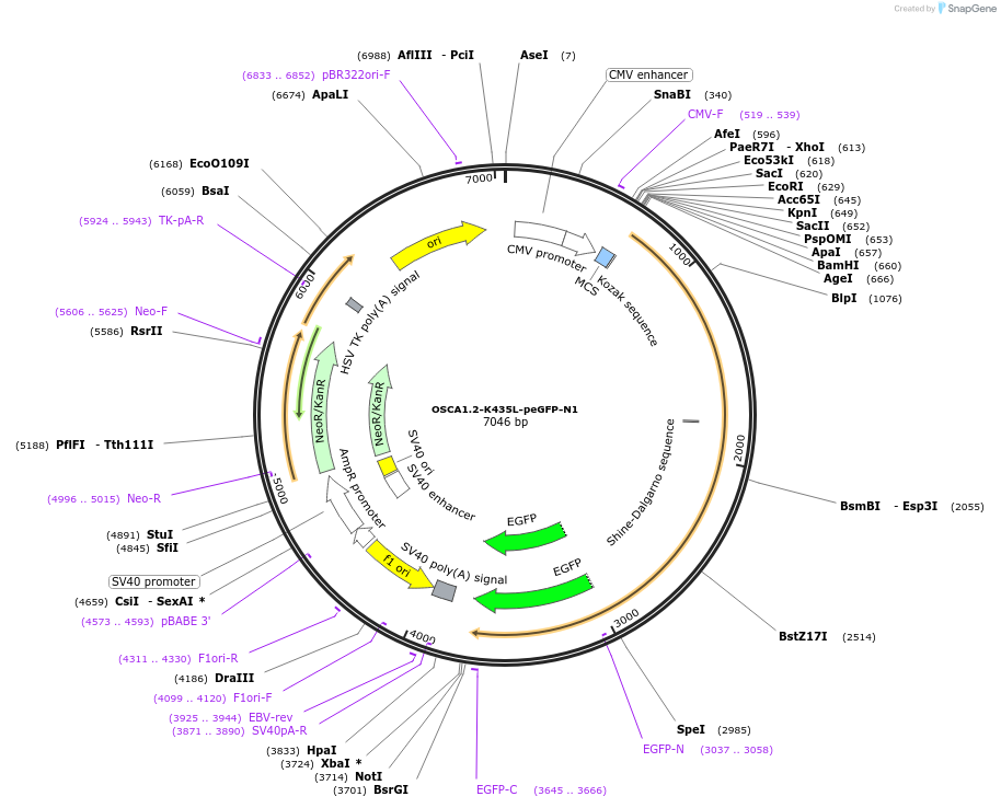 228586-plasmid-map-sequence-id-454419