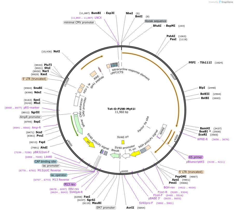 27152-plasmid-map-sequence-id-454422