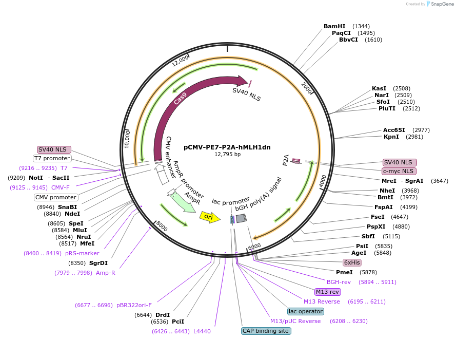 222997-plasmid-map-sequence-id-454423