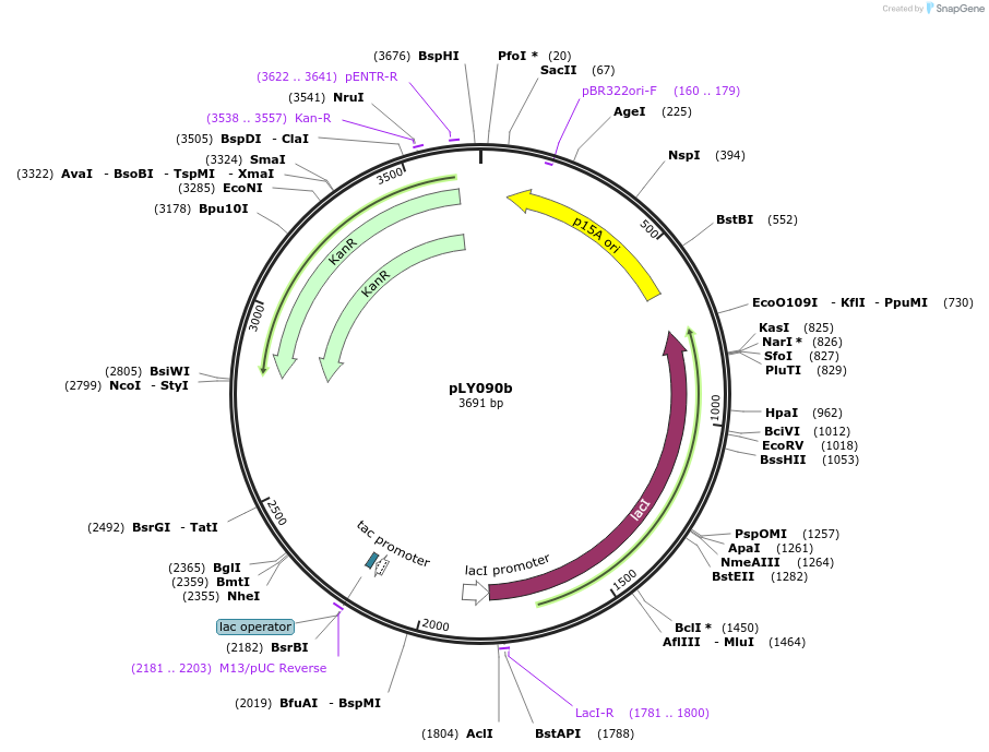 227939-plasmid-map-sequence-id-454430