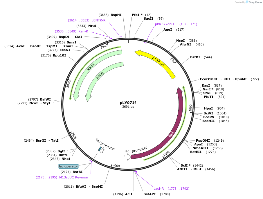 227942-plasmid-map-sequence-id-454431