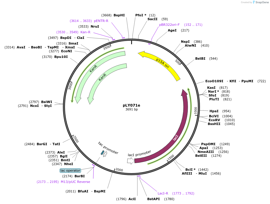 227941-plasmid-map-sequence-id-454433