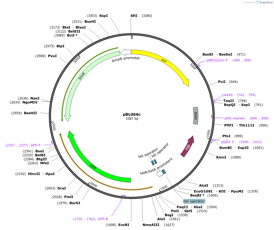 227937-plasmid-map-sequence-id-454434