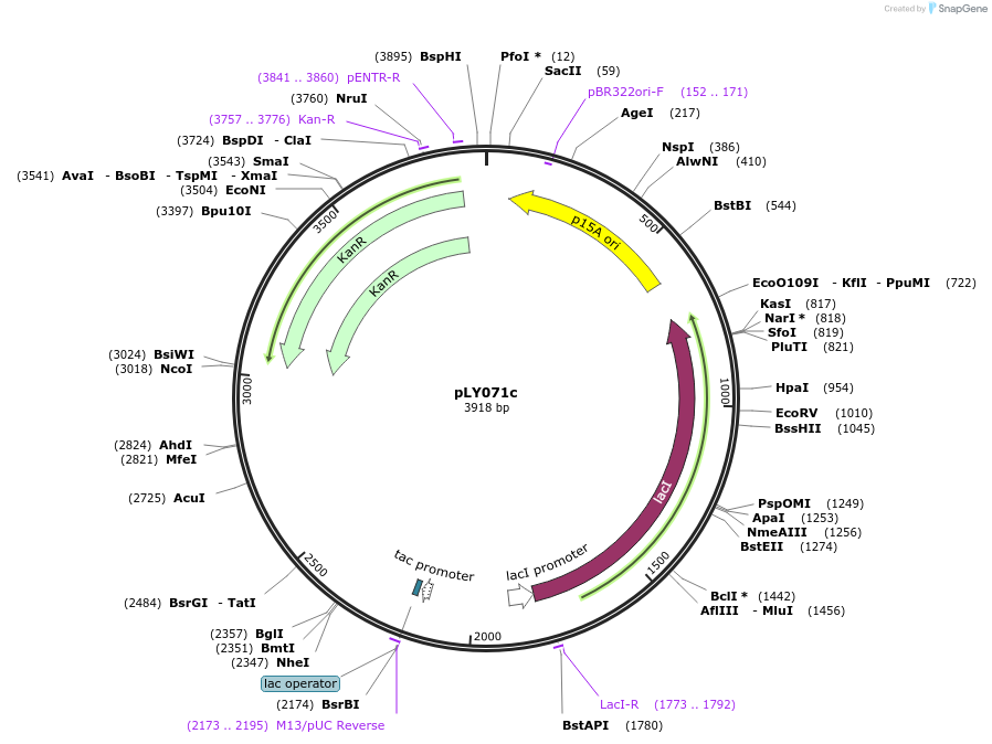 227940-plasmid-map-sequence-id-454446