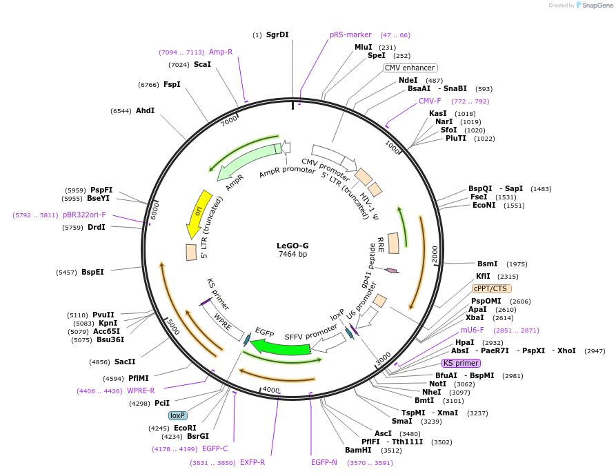 27347-plasmid-map-sequence-id-454447