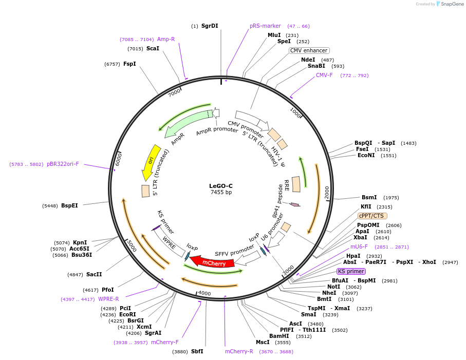 27348-plasmid-map-sequence-id-454448