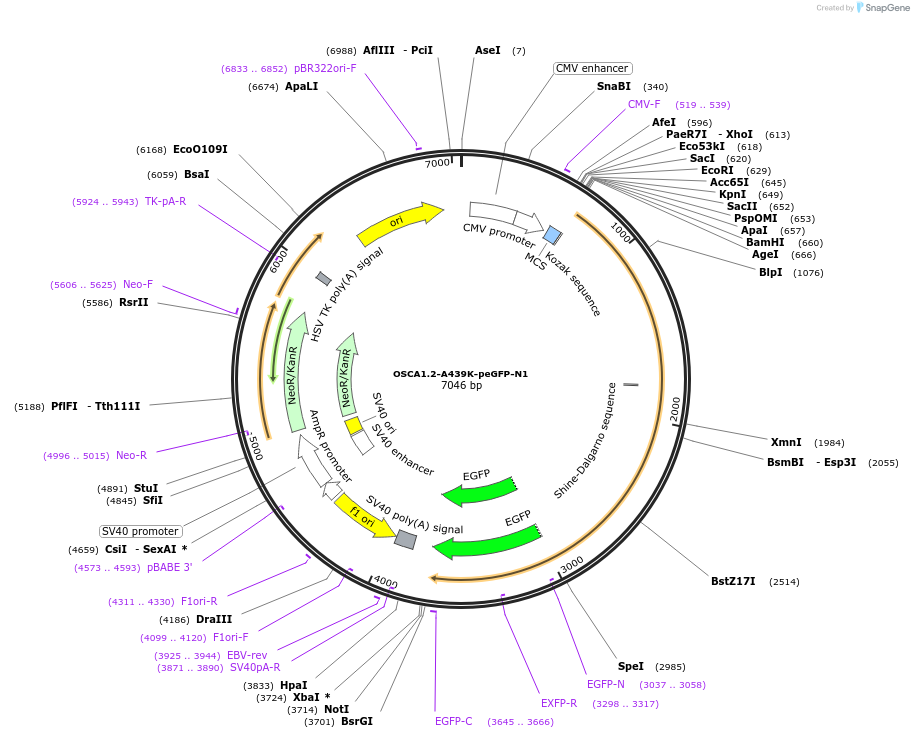 228589-plasmid-map-sequence-id-454615