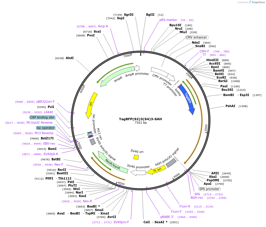 228069-plasmid-map-sequence-id-454671